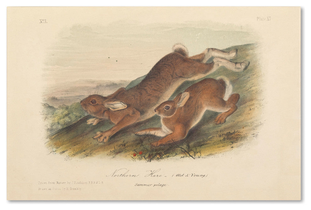 'Northern Hare' Canvas Art by John James Audubon