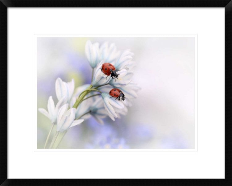 "Ladybirds" Framed Digital Print by Ellen Van Deelen, 24"x19"