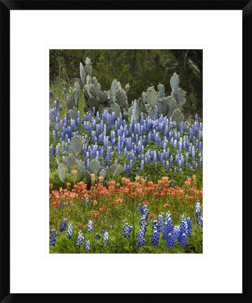 "Bluebonnet and Pricky Pear cactus, Texas"  by Tim Fitzharris, 20x24"