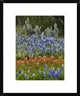 "Bluebonnet and Pricky Pear cactus, Texas"  by Tim Fitzharris, 20x24"