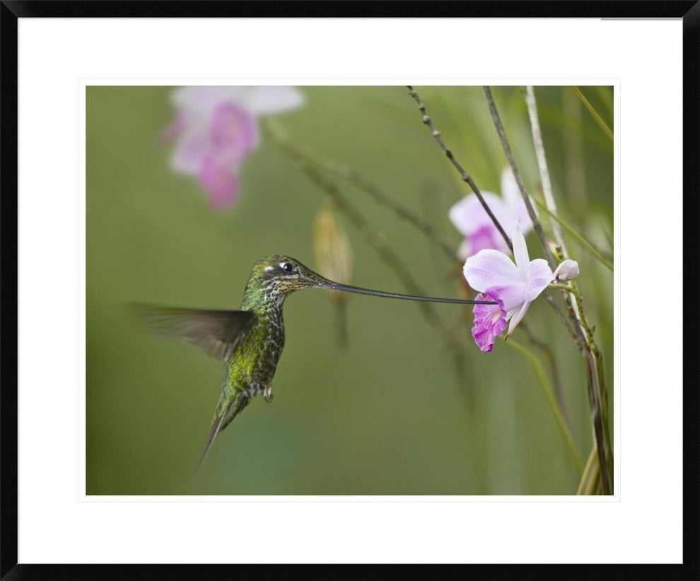 Sword-Billed Hummingbird Feeding On Flower Nectar, Ecuador, 30"x24"