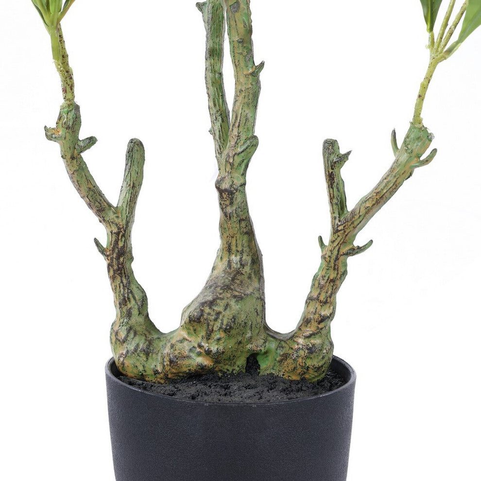 Close-up of the base/trunk on a white background (cropped view of a plant feature).