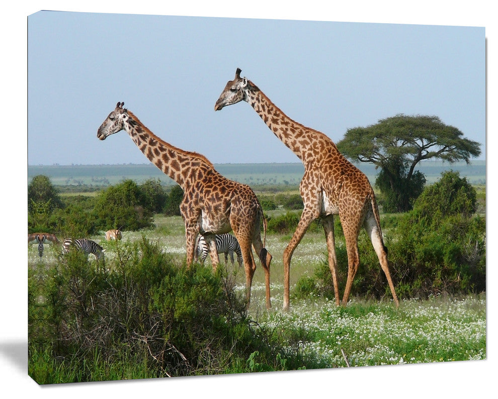 Two Giraffes in African Savannah, African Canvas Art Print, 40"x30"