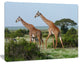 Two Giraffes in African Savannah, African Canvas Art Print, 40"x30"