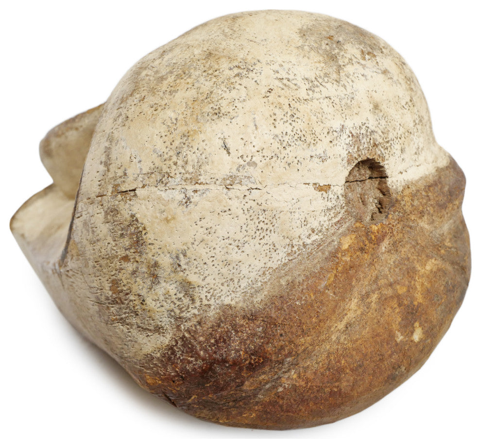 Consigned Fang Gabon Mask