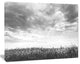 Rapeseed Garden in Black and White, Large Landscape Canvas Art, 60"x28"