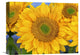 "Common Sunflower Group Showing Symmetrical Seed Heads, North America" Artwork