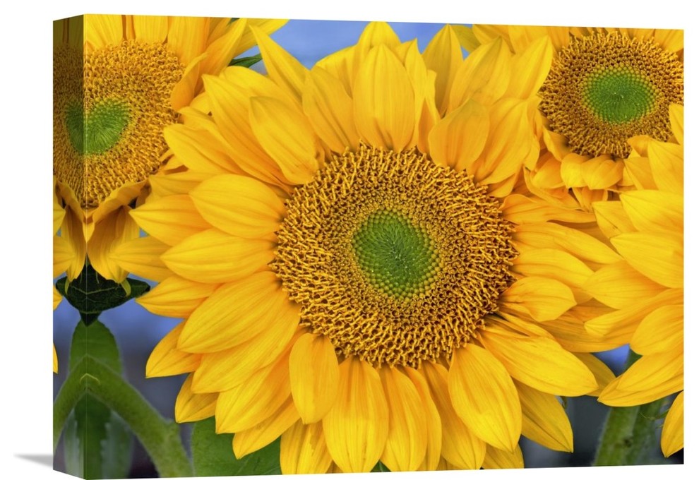 "Common Sunflower Group Showing Symmetrical Seed Heads, North America" Artwork