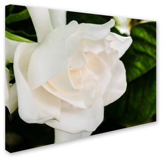 Kurt Shaffer 'Gardenia' Canvas Art, 47"x35"