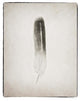 "Feather II - BW" Digital Paper Print by Debra Van Swearingen, 18"x22"