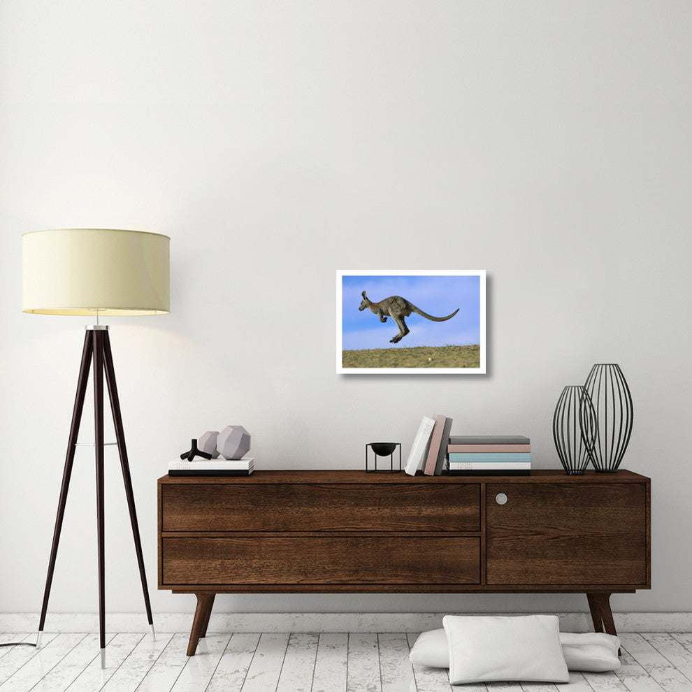 "Wallaroo or Euro Kangaroo hopping, Sturt, New South Wales" Paper Art, 26"x18"