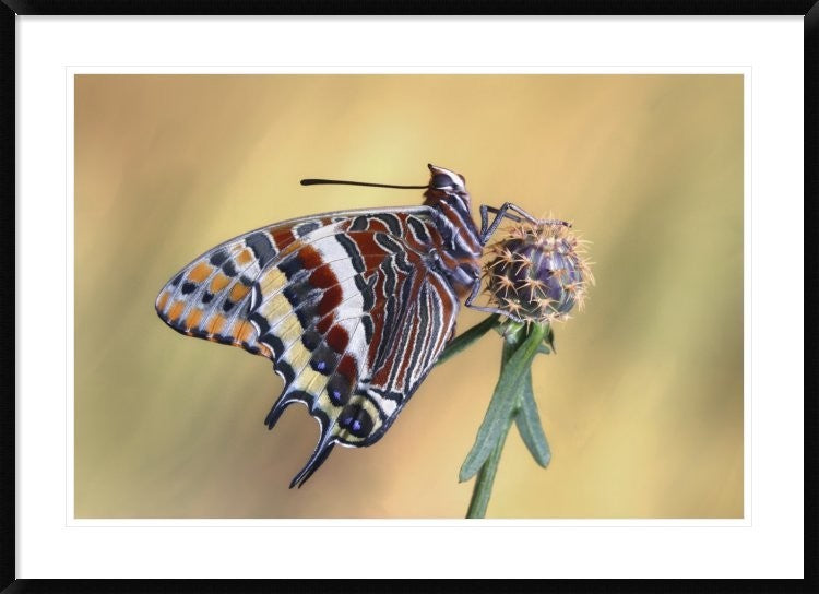 "La Mariposa Del Madroa" Framed Digital Print by Jimmy Hoffman, 44x32"