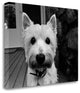 "Rosie" By Kim Levin, Giclee Print on Gallery Wrap Canvas, Ready to Hang