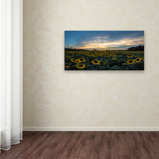 Kurt Shaffer 'Sunset Sunflowers' Canvas Art, 19"x10"