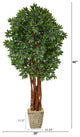 6' Lychee Artificial Tree, Country White Planter