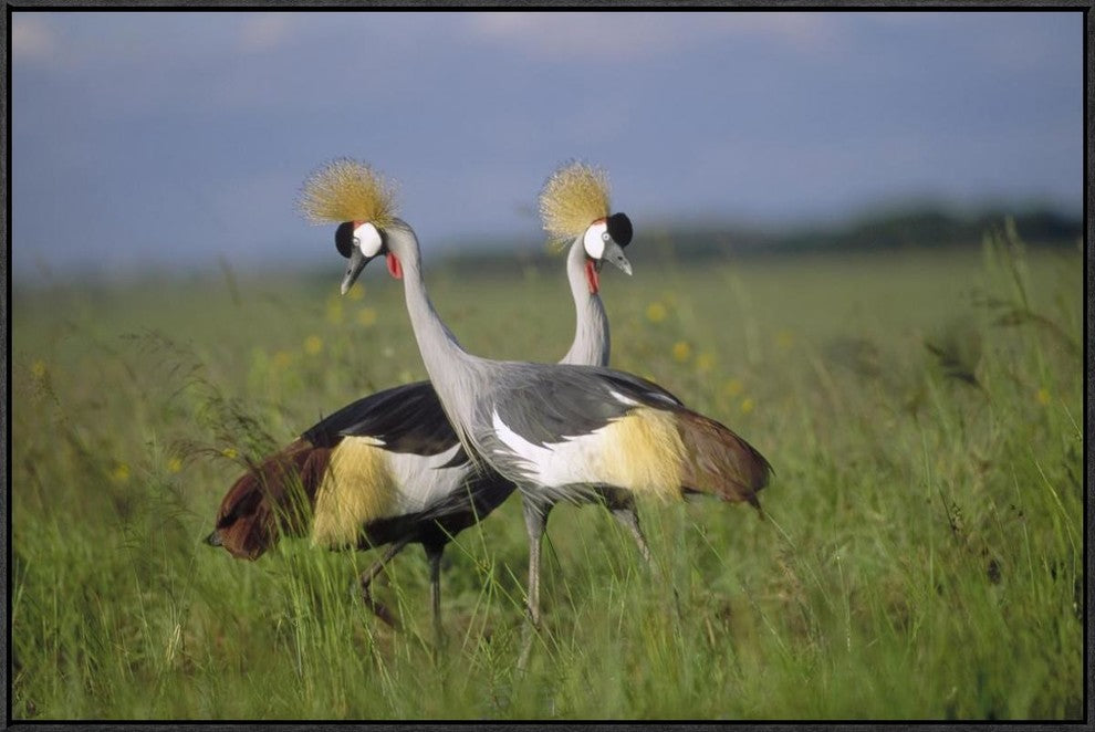 Grey Crowned Crane Couple Courting, Masai Mara National Reserve, Kenya, 36"x24"
