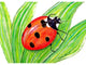 Lady Bug Door Mat 18x26