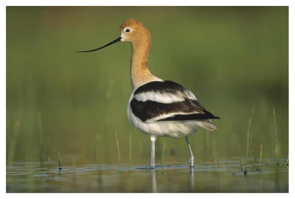 "American Avocet in breeding plumage wading, North America" Paper Art, 26"x18"