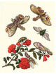 Sundown Cicada and a Peanut-Headed Lantern Fly- Framed Paper Poster 20" x 30"
