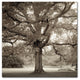 Alan Blaustein ''Hampton Maple I'' Canvas Art, 35x35
