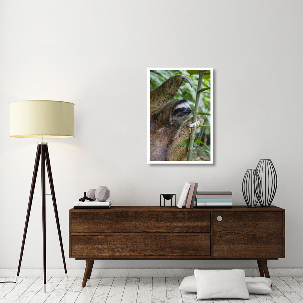 "Brown-throated 3-toed Sloth male, Aviarios Sloth Sanctuary" Paper Art, 26"x38"