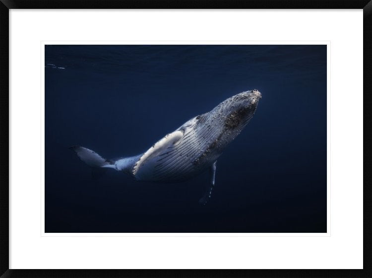 "Humpback Whale" Framed Digital Print by Barathieu Gabriel, 32x24"
