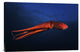 "Red Octopus" Stretched Canvas Giclee by Barathieu Gabriel, 30"x20"