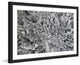 "Frozen Friends" Framed Print by Karolis Janulis