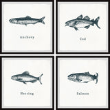 Anchovy and Salmon Quadriptych, 4-Piece Set, 18x18 Panels