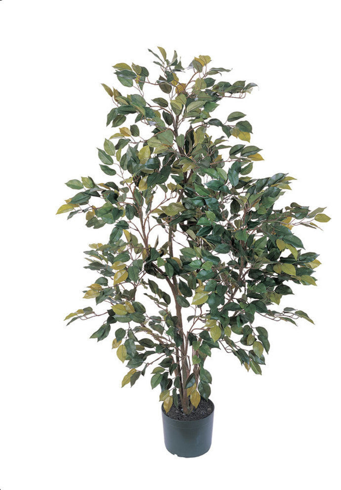 4' Ficus Silk Tree