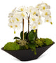 Orchid in Large Metal Boat, White