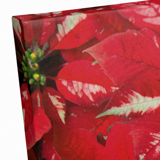 Pointsettia Blooms 3 20x30 Canvas Wall Art