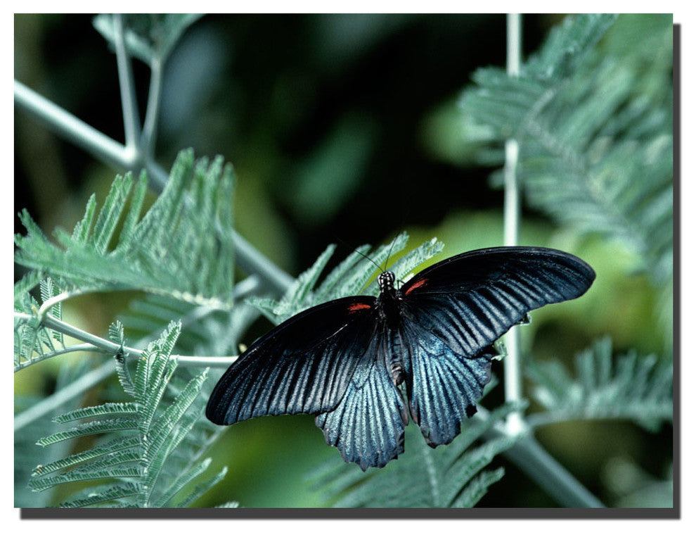 'Tropical Butterfly' Canvas Art by Kurt Shaffer