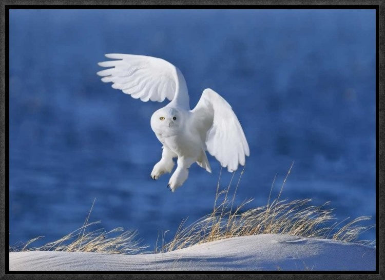 "White Spirit Demon" Framed Canvas Giclee by Wei Tang, 17x12"