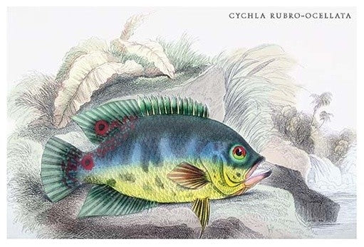 Cychla Rubro-Ocellata - Gallery Wrapped Canvas Art 28" x 42"