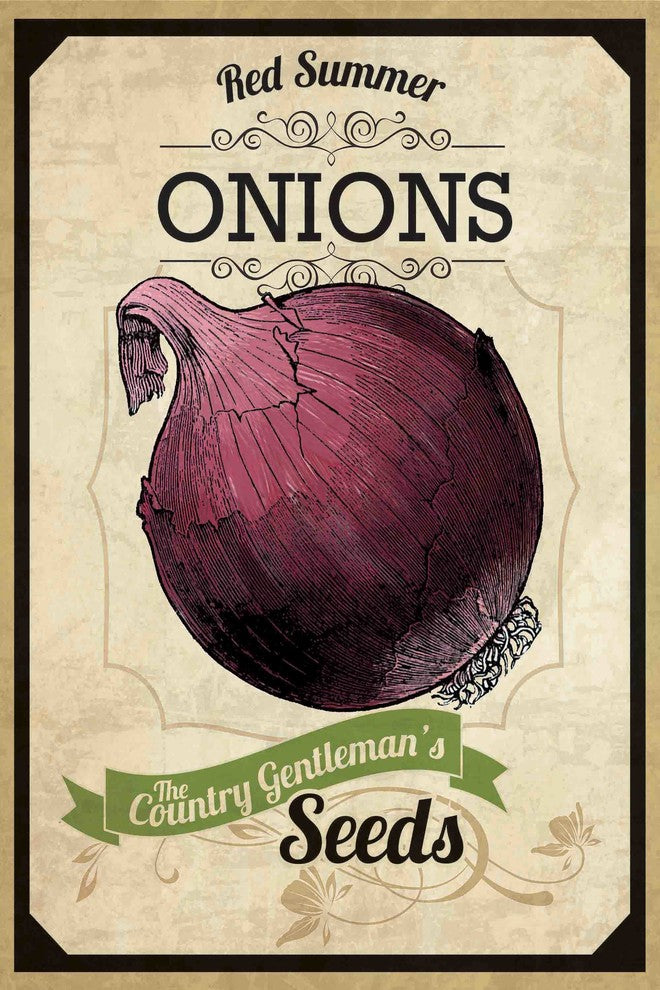 "Seed Packet Onion" Painting Print on Canvas
