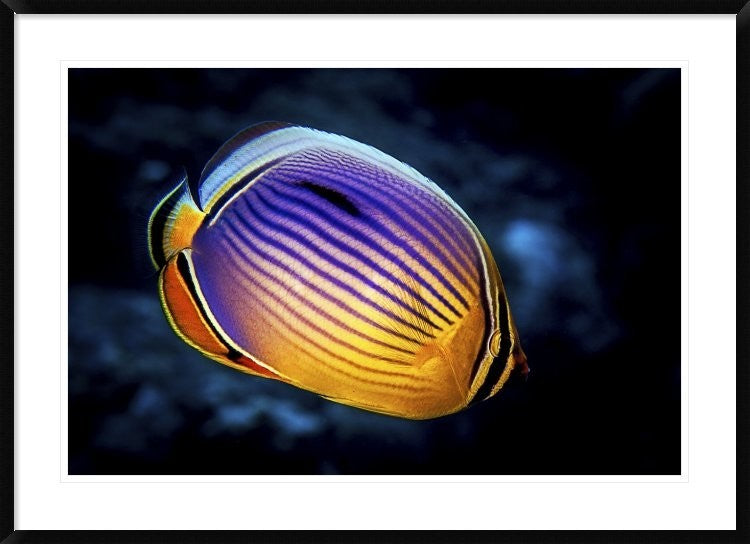 "Butterflyfish" Framed Digital Print by Barathieu Gabriel, 44x32"