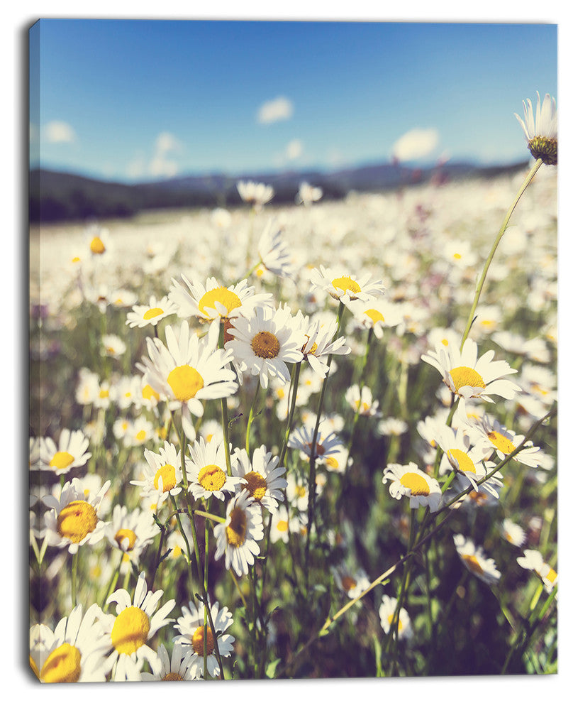 Mountain Plain with Daisy Flowers, Large Flower Canvas Art Print, 12"x20"