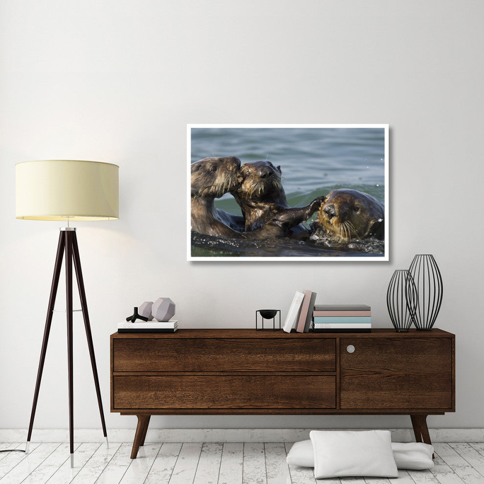 "Sea Otter male chasing mother with pup, Monterey Bay" Paper Art, 50"x34"