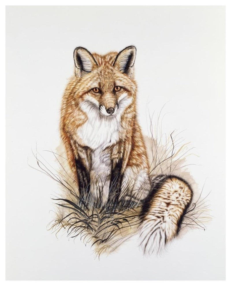 "Red Fox" Digital Paper Print by Jacquie Vaux, 18"x22"