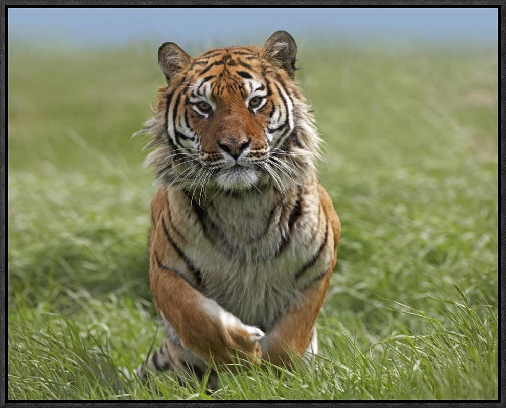 "Siberian Tiger running, native to Russia"  by Tim Fitzharris, 25x21"