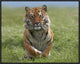 "Siberian Tiger running, native to Russia"  by Tim Fitzharris, 25x21"