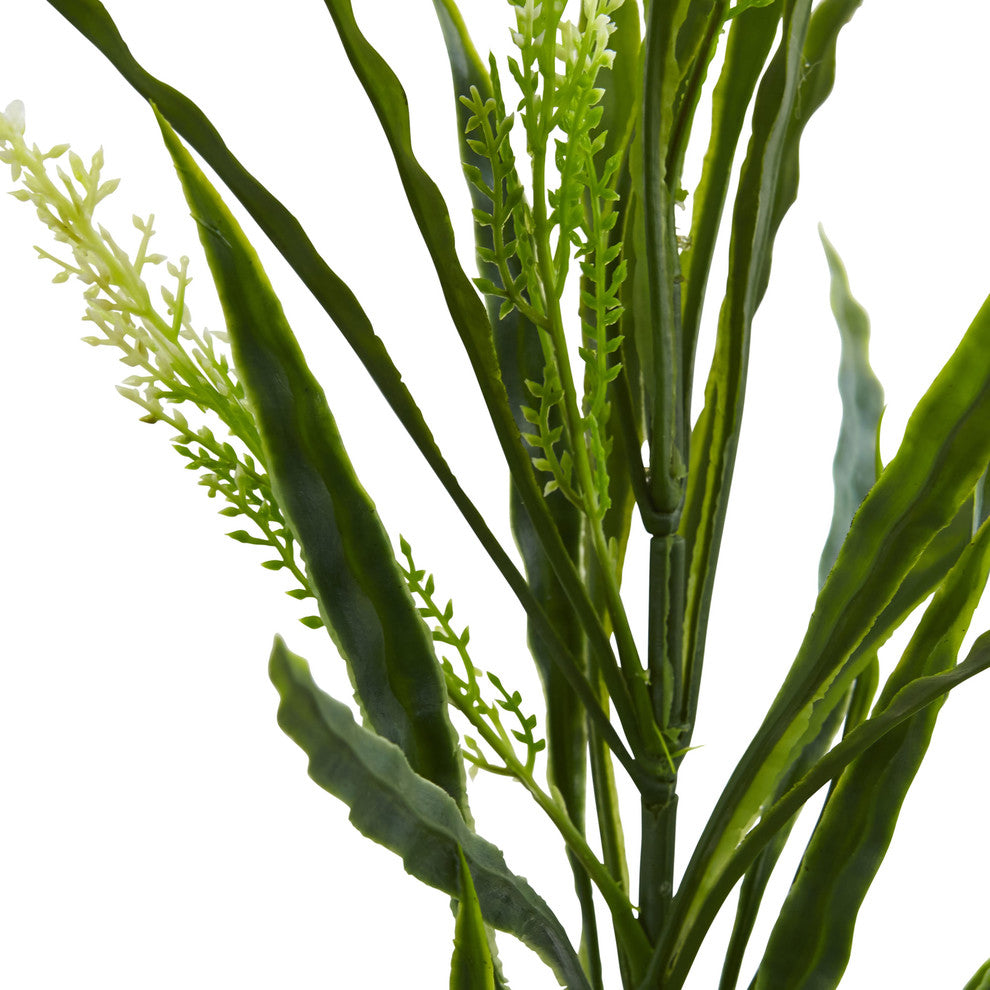 White background with another cropped close-up of plant stems/leaves; does not show the full plant.