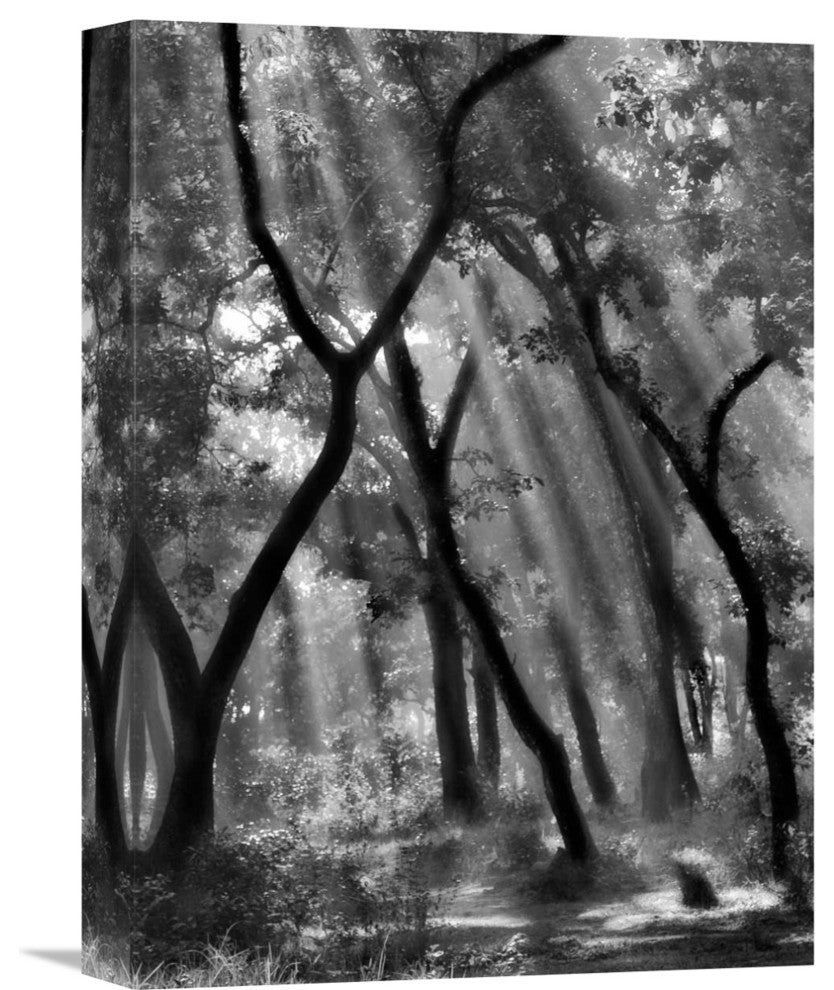 "Enchanted Forest" Stretched Canvas Giclee by Yvette Depaepe, 12"x16"
