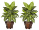 Dieffenbachia With Wood Vase Silk Plant, Set of 2, Variegated