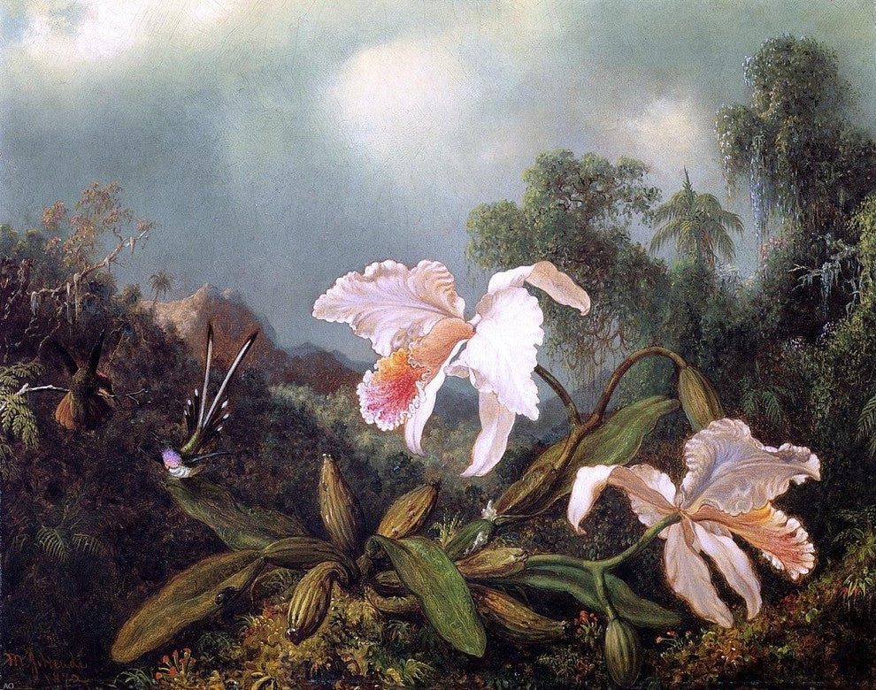 Martin Johnson Heade Jungle Orchids and Hummingbirds Gallery Wrapped Canvas
