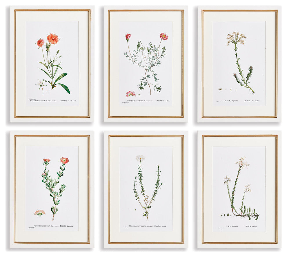 Flower Studies In Shades of Blush Gallery, Set of 6