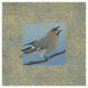"Cedar Waxwing Border" Digital Paper Print by Kathrine Lovell, 42"x42"