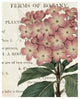 "Bicolor Phlox Botany" Digital Paper Print by Sue Schlabach, 30"x37"