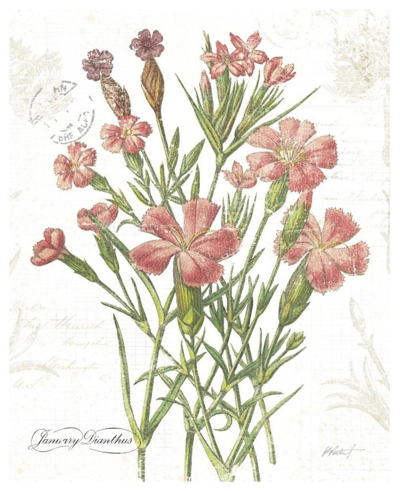 "January Dianthus on White" Digital Paper Print by Katie Pertiet, 24"x30"